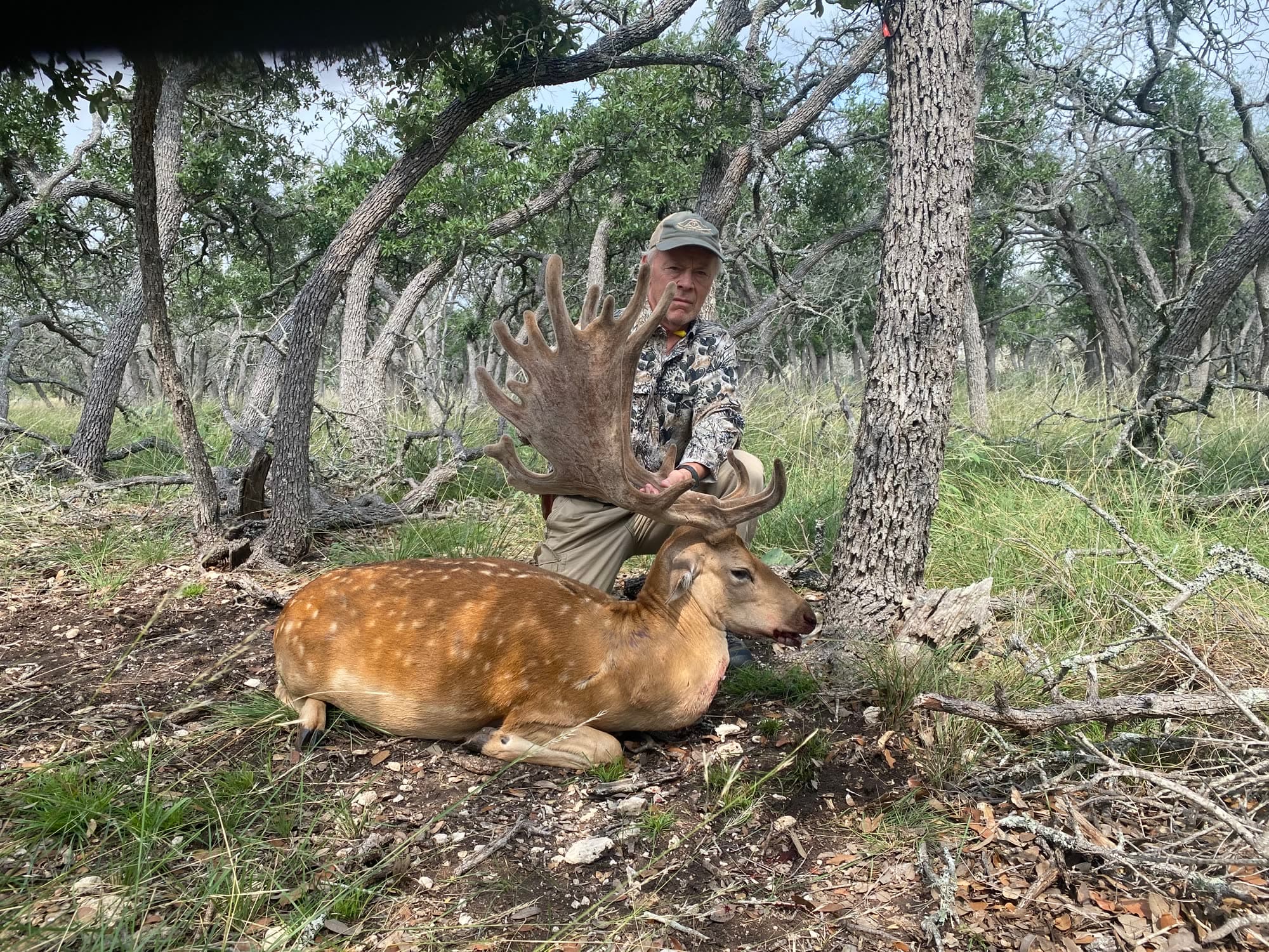 Fallow Deer