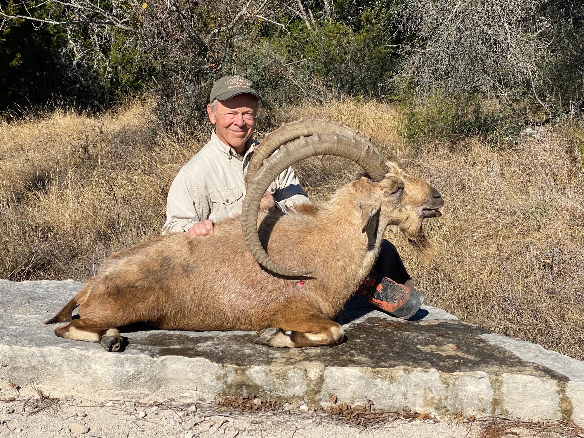 Nubian Ibex