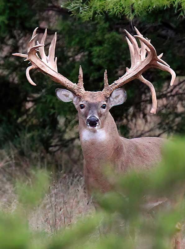 Triple AAA & J Ranch Trophy Whitetail Buck