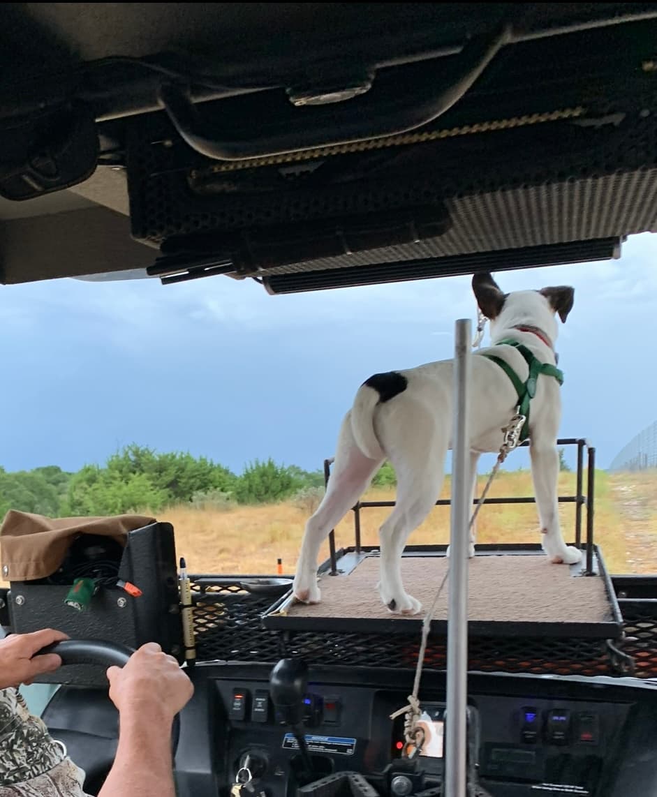 Kate - Your Favorite Blood Tracking Dog