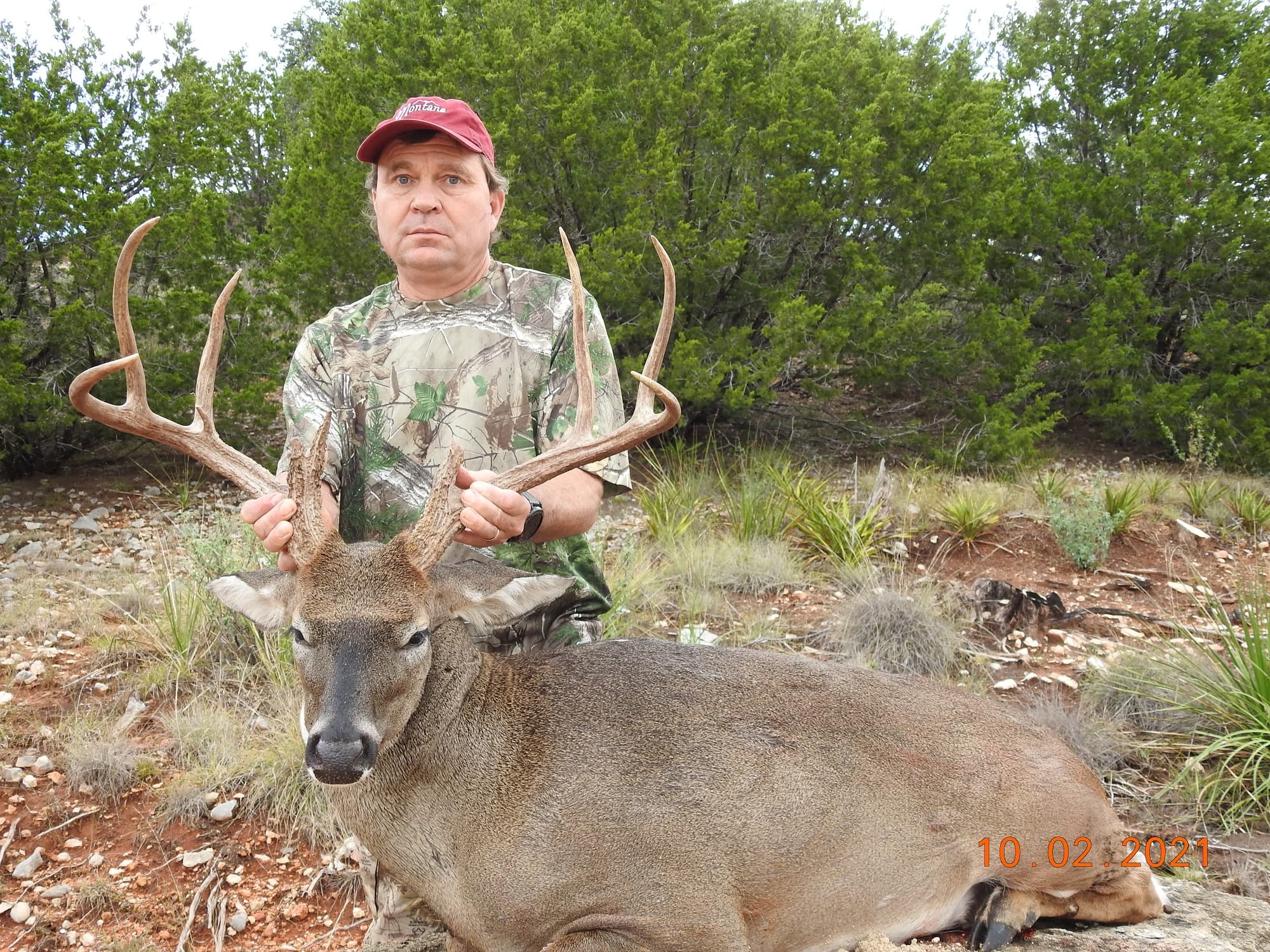 Management Hunt whitetail